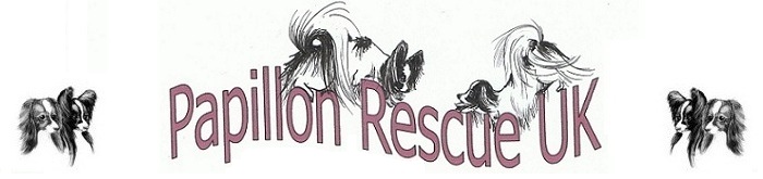 Papillon Rescue UK